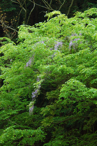 030503_367h_titibu-sakamoto-fuji