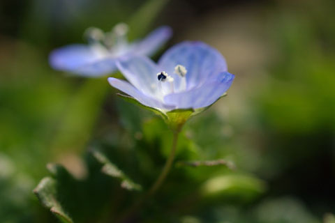 030226_048ogawa-simoyokota-oinunofuguri