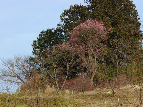 030226_135ogawa-simoyokota-kobai