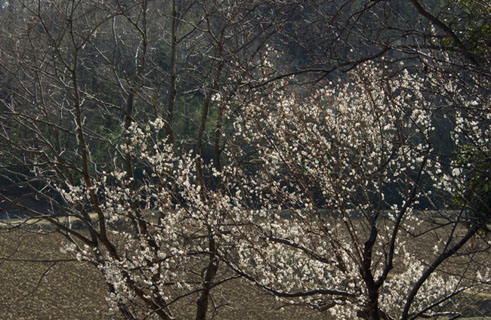 030228_170ogawa-nakatume-ume