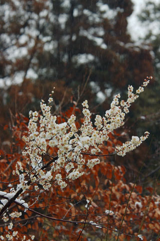 030307_010ogawa-nakatume-ume