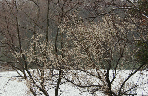 030307_023ogawa-nakatume-ume