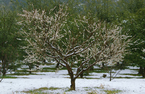 030307_062ogawa-nakatume-ume