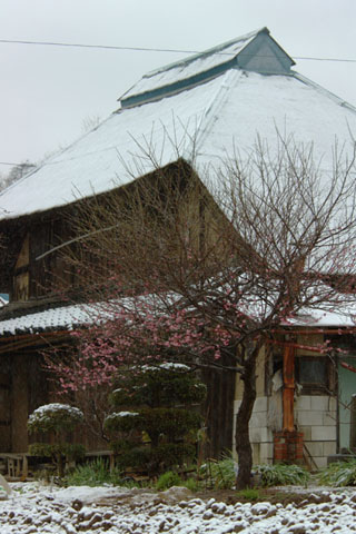 030307_119ogawa-nakatume-ume