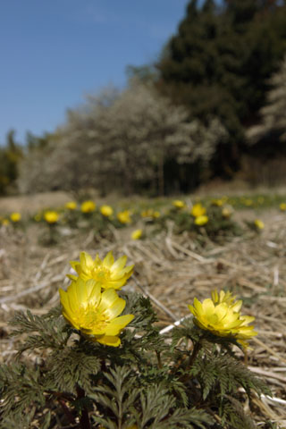 030313_511ogawa-simoyokota-fukujuso