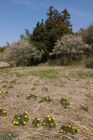 030313_525ogawa-simoyokota-fukujuso