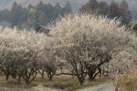 030314_105ogawa-simosato-ume