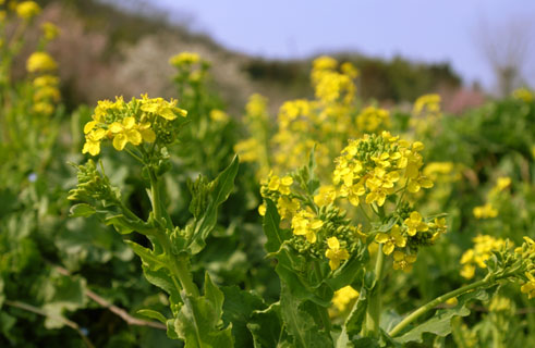 030324_380ogawa-simosato-nanohana