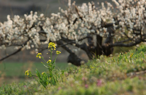 030324_691ogawa-simoyokota-nanohana