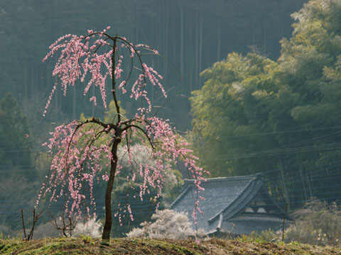 030328_513ogawa-kamifurudera-kobai