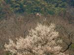 030314_054ogawa-simosato-ume