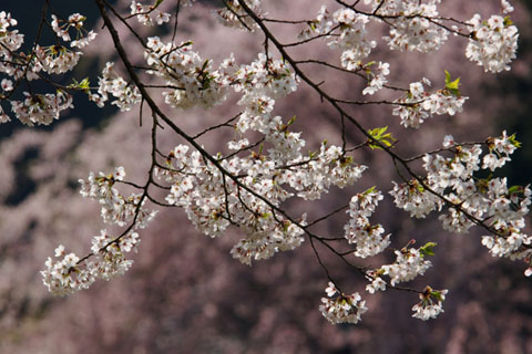 030416_107ogawa-kamifurudera-sakura