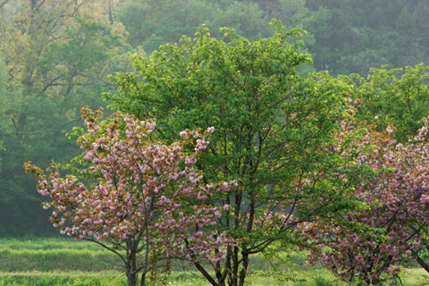 030426_384ogawa-koya-yaezakura