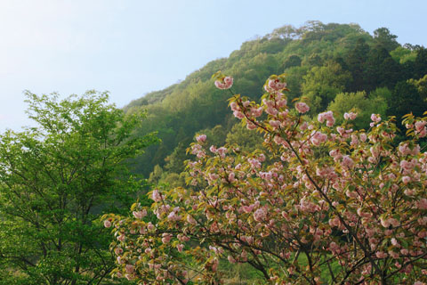 030426_398ogawa-koya-yaezakura