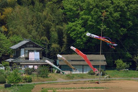 030501_136ogawa-koya-koinobori