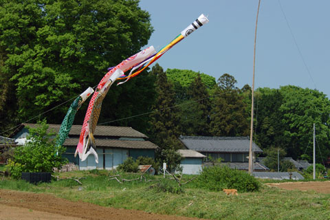 030501_213ogawa-koya-koinobori