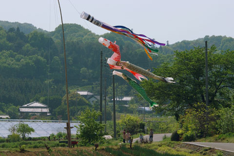 030501_260ogawa-koya-koinobori