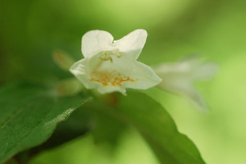 030506_026ogawa-nakadume-t_utugi