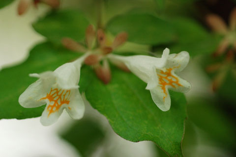 030506_075ogawa-nakadume-t_utugi