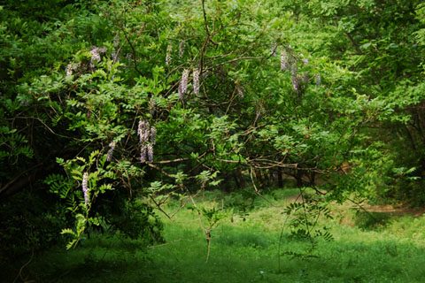 030506_105ogawa-nakatume-fuji