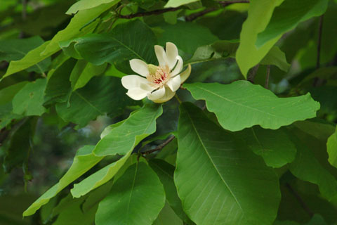 030506_150ogawa-simosato-hoo
