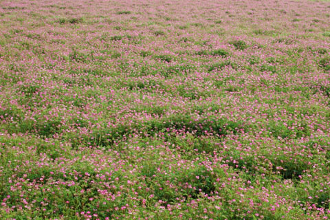 030506_224ogawa-simosato-renge
