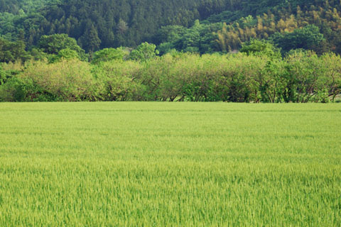 030509_193ogawa-simosato-mugibatake