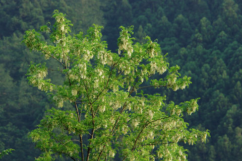 030509_214ogawa-simosato-harienju