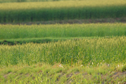 030509_343ogawa-simosato-mugibatake