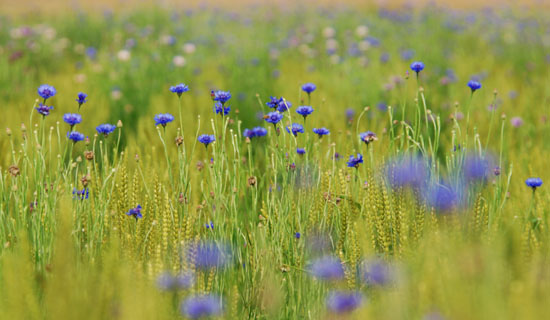 030522_059ogawa-nakatume-yagurumagiku