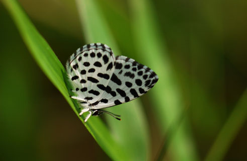 030525_271ogawa-simosato-goisisijimi