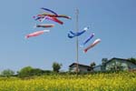 030501_007ogawa-simoyokota-koinobori