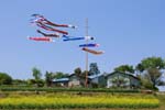 030501_093ogawa-simoyokota-koinobori