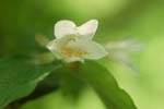 030506_026ogawa-nakadume-t_utugi