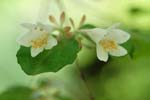 030506_053ogawa-nakadume-t_utugi