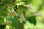030506_062ogawa-nakadume-t_utugi