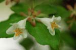 030506_075ogawa-nakadume-t_utugi