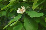 030506_150ogawa-simosato-hoo