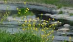 030506_306ogawa-simosato-nanohana