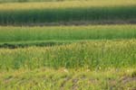 030509_343ogawa-simosato-mugibatake