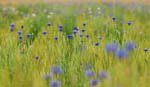 030522_059ogawa-nakatume-yagurumagiku