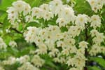 030525_100ogawa-nakatume-egonoki