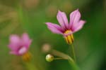 030525_206ogawa-simosato-niwazekisyo