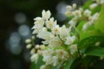 030528_039ogawa-yukie-utugi