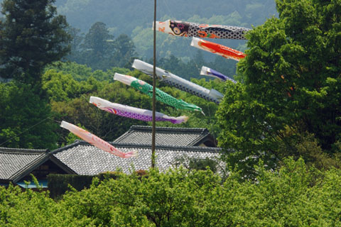 030503_064ranzan-senjudo-koinobori