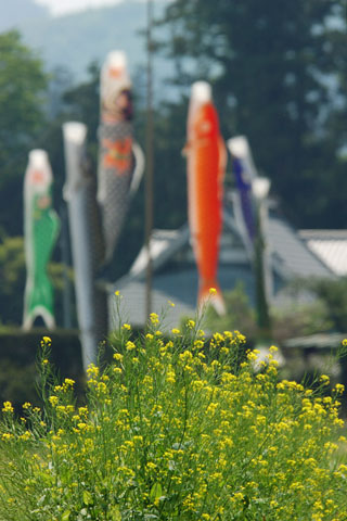 030503_163ranzan-senjudo-koinobori