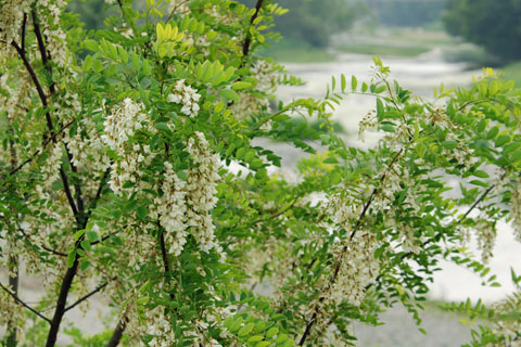 030513_133ranzan-kamagata-harienju