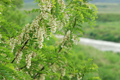 030513_142ranzan-kamagata-harienju