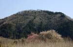 030321_262tamagawa-taguro-ume