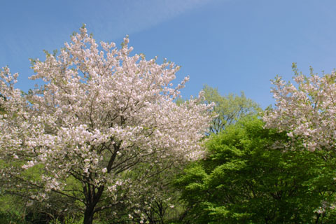 030422_138tokigawa-kumogawara-yaezakura